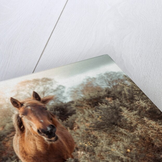 Horse in forest by Assaf Frank